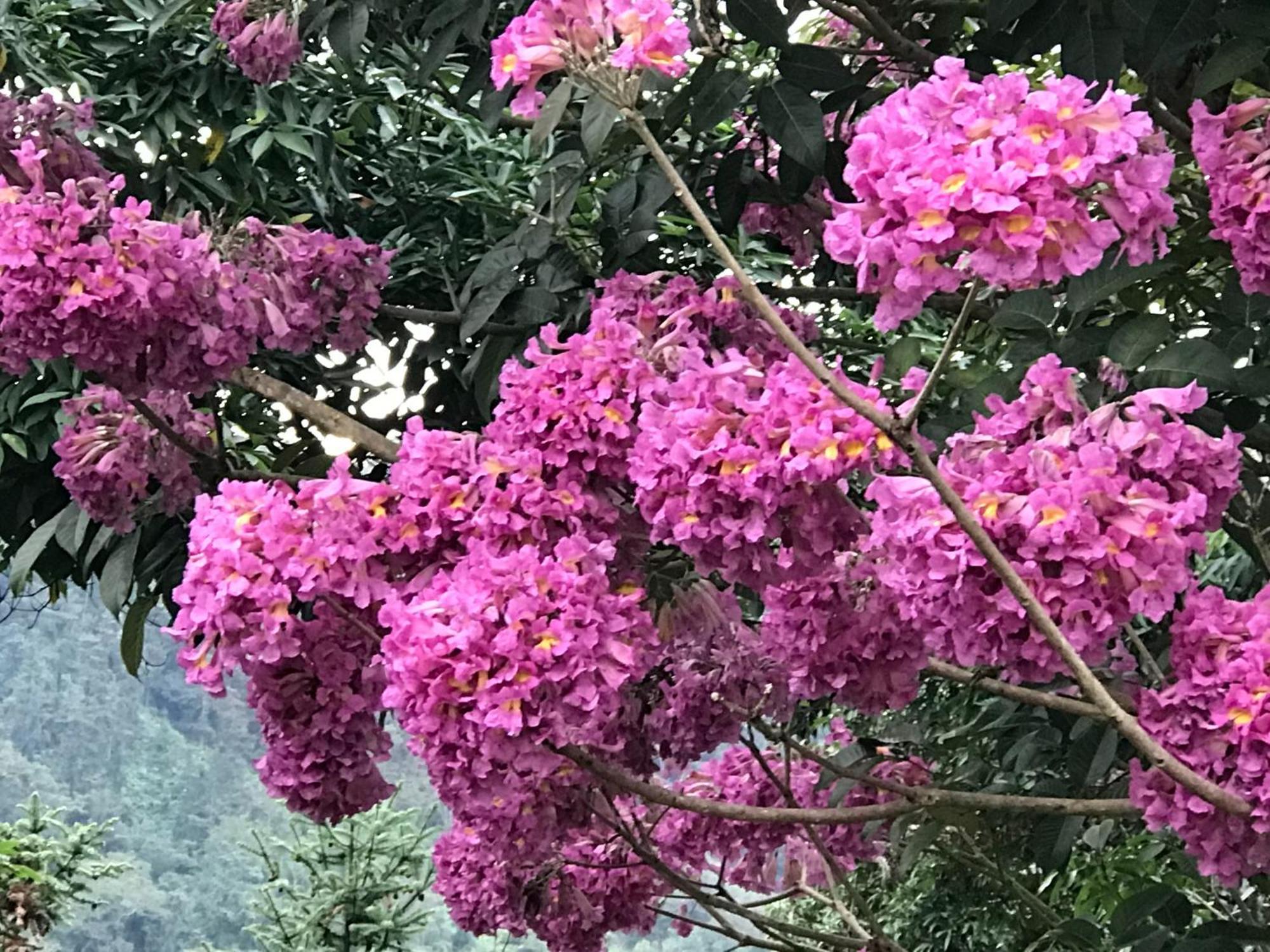 幸福天使花园民宿 鱼池乡 外观 照片